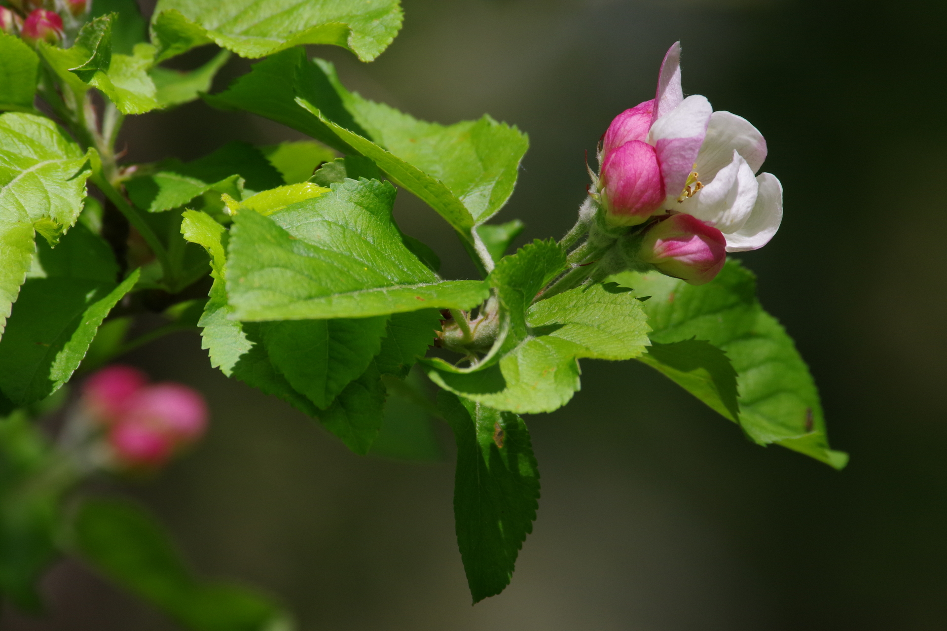 imgp8798