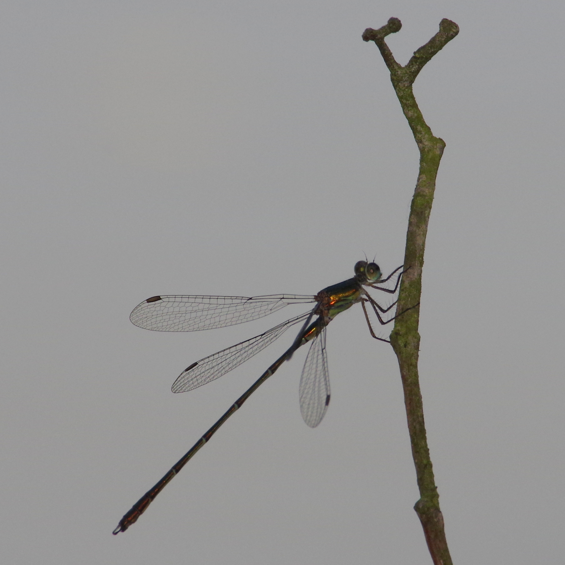 imgp9964